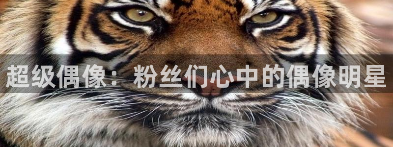 华信娱乐app：超级偶像：粉丝们心中的偶像明星